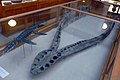 Pliosaurus macromerus, ralje