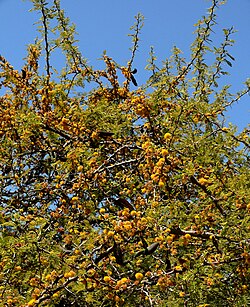 Acacia caven, krošnja u cvatu