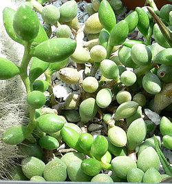 Adromischus mammilaris