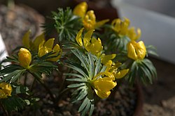 Eranthis cilicica