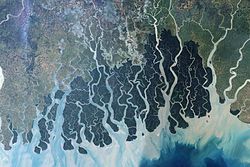 The Sundarbans