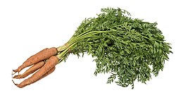 Daucus carota subsp. sativus