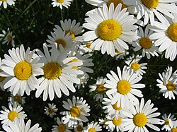 Leucanthemum vulgare