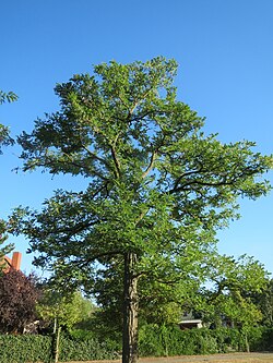 Robinia pseudoacacia