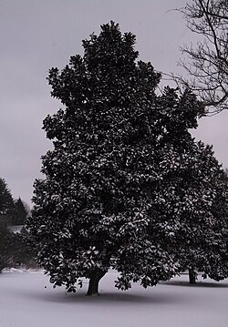 Velecvjetna magnolija