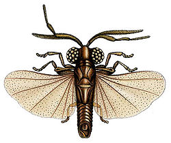 Myrmecolax nietneri, porodica Myrmecolacidae, podred Stylopidia