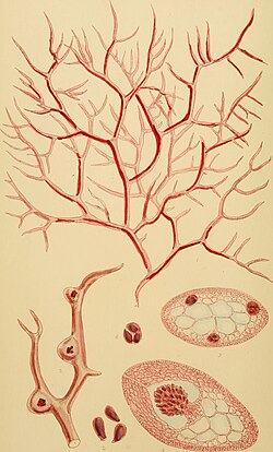 Hymenocladia dactyloides