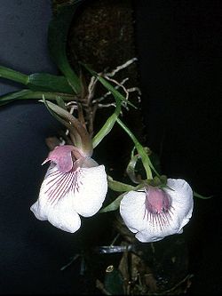 Zygosepalum labiosum