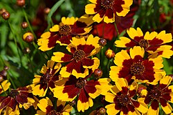 Coreopsis tinctoria, dvobojno djevojačko oko
