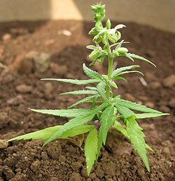 Cannabis sativa