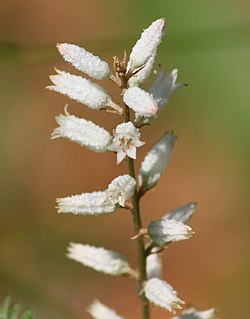 Aletris farinosa