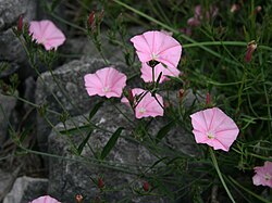 Ružičasti slak ili nježni slačak (C. cantabrica)