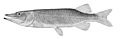Esox americanus