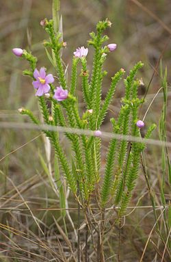 Lavoisiera imbricata DC. (sin. Lavoisiera phyllocalycina Cogn.)