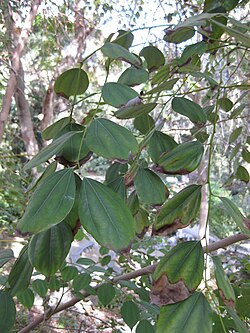N. delavayi