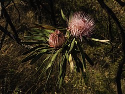 Protea curvata
