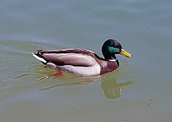 mužjak divlje patke