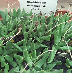 Cheiridopsis namaquensis