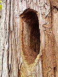 rupa u drvetu koju je izbušio djetlić
