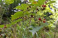 Rubus microphyllus