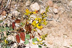 Adenolobus pechuelii