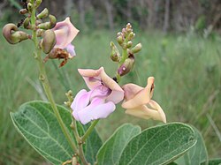 Ancistrotropis firmula