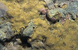 Lithophyllum flavescens