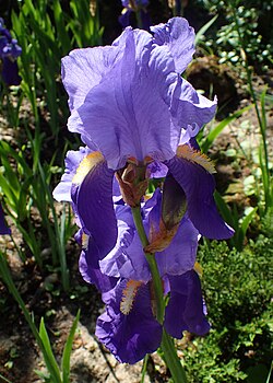 Iris illyrica