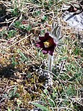Pulsatilla pratensis subsp. hungarica Soó (sin. Pulsatilla pratensis subsp. bohemica)