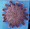 Acanthaster ellisii