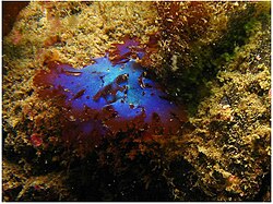 Gloiocladia laciniata (sin. Fauchea laciniata)