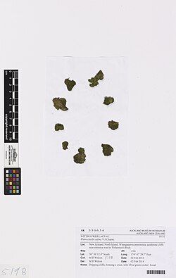 Wittrockiella salina