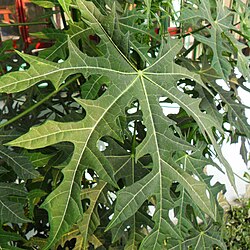 Cnidoscolus aconitifolius