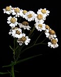 Achillea ptarmica