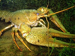 Barski rak (Astacus leptodactylus)