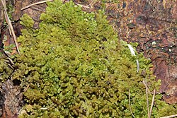 Ptilidium pulcherrimum