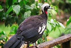 Parque das Aves, Brazil