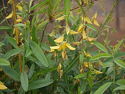 Crotalaria juncea