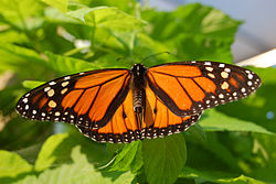 Leptir Monarh (Danaus plexippus), ♂