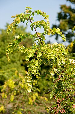 Drača (Paliurus spina-christi)