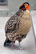 slika 5. Tragopan caboti