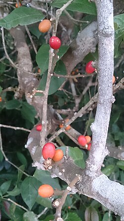 Champereia manillana