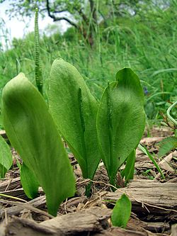O. vulgatum, ljetni jednolist