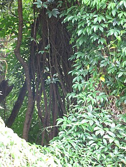 Tetrastigma pubinerve