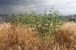 Zygophyllum fabago
