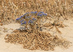 Cardopatium corymbosum