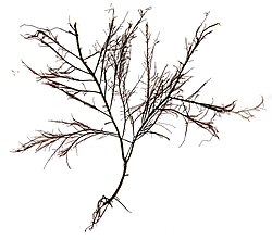 Cystoclonium purpureum