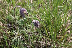 Pulsatilla pratensis