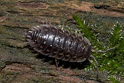 terestrijalni isopod, mokrica, vrsta Oniscus asellus