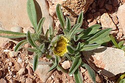 Pallenis hierochuntica